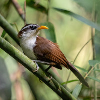 Sri Lanka Scimitar-Babbler